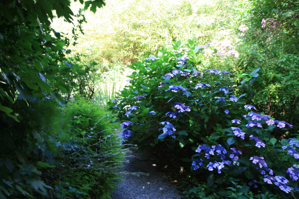 Allée des hortensias - Jardin de Coramille
